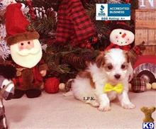 mixed breed puppy posted by little paws kennel